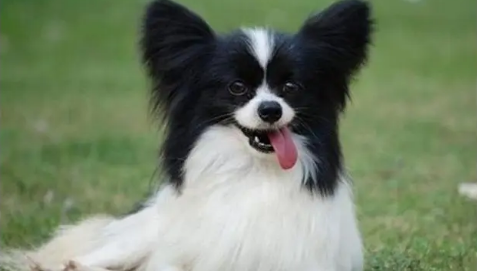 世界十大黎犬 世界十大黎犬