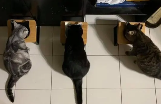 主人忘记收猫碗，再回来时看到猫咪排排坐：罐头拿来！