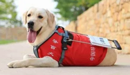 导盲犬能识别红绿灯吗 导盲犬能识别红绿灯吗