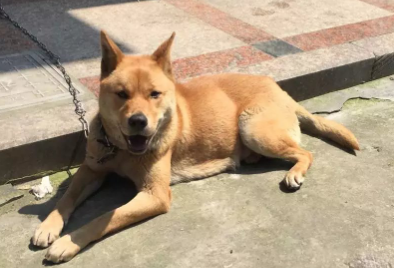 土狗一般多少钱一只
