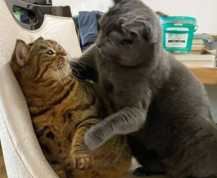 日本又一超级大胖猫“火”了,肉嘟嘟的萌翻了 日本又一超级大胖猫“火”了,肉嘟嘟的萌翻了