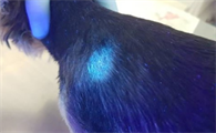 猫荧光绿毛但是没有癣