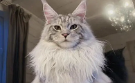 像贵妇一样的猫