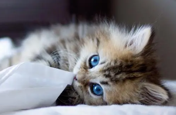 笔筒猫多少钱一只 笔筒猫多少钱一只