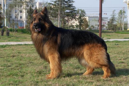 幼犬长毛黑背犬多少钱