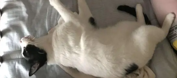 这只小猫真馋,遇到喜欢吃的东西抢着,网友:不给抓人! 这只小猫真馋,遇到喜欢吃的东西抢着,网友:不给抓人!