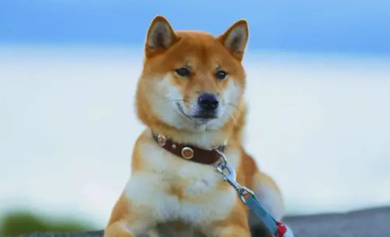 哈尼是什么品种的狗