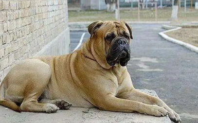 马士提夫黎犬肩高有多高
