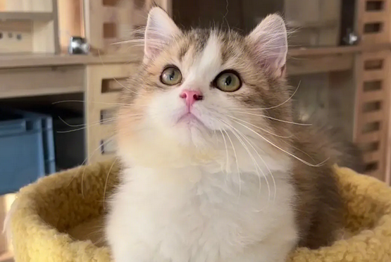 金加白长毛猫是串串吗 金加白长毛猫是串串吗