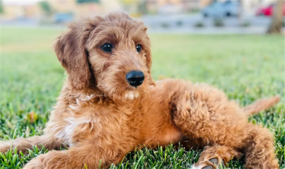 金贵犬成年多大 金贵犬成年多大
