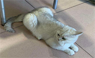 如何判断猫咪母鸡蹲是不舒服