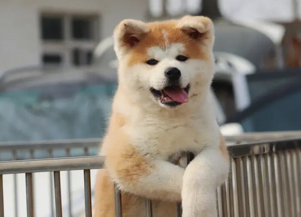 日本有什么犬 日本有什么犬