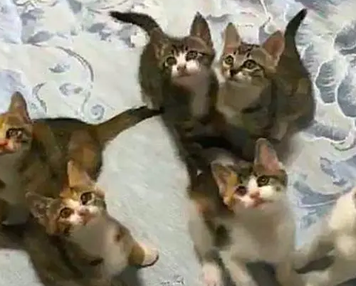 猫妈的一窝孩子媳妇舍不得卖,现在可好,家里每天上演爬窗帘比赛 猫妈的一窝孩子媳妇舍不得卖,现在可好,家里每天上演爬窗帘比赛