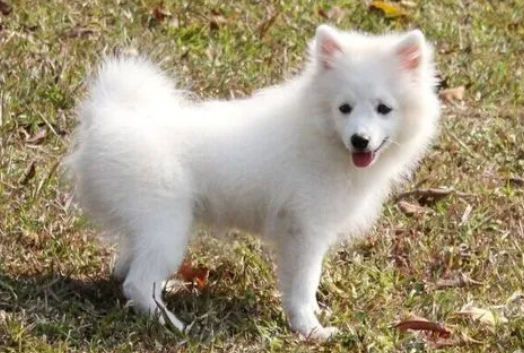狐狸犬和狐狸有关系吗