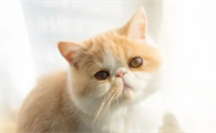 悬赏猫改名字了吗现在叫什么