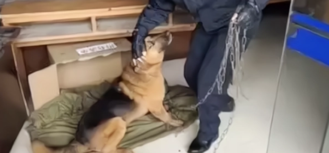 德牧在“乱咬人”,警察也带不走它,结果用只小母犬骗走了 德牧在“乱咬人”,警察也带不走它,结果用只小母犬骗走了