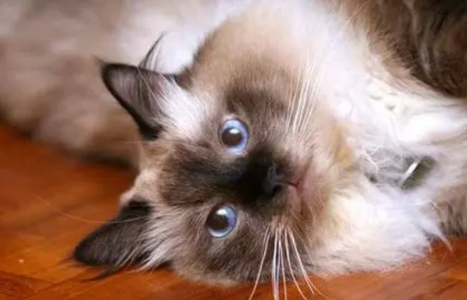 波曼猫幼猫性格