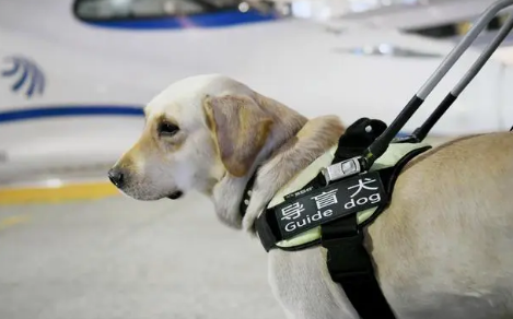 导盲犬可以上飞机和火车吗 导盲犬可以上飞机和火车吗