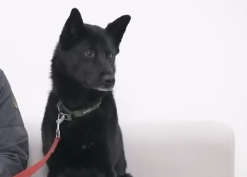珍岛犬黑色多少钱一只