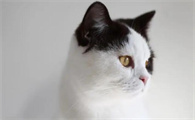猫和女人的共同点