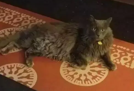猫咪项圈里多了纸条，打开一看笑喷：你的猫爱上了我家的浴缸