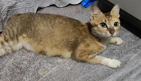 雀猫最大能长多少斤-宠物网