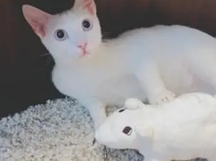 猫咪帮主人挑衣服,露出与爸爸同款小肚腩,画面温馨逗趣 猫咪帮主人挑衣服,露出与爸爸同款小肚腩,画面温馨逗趣