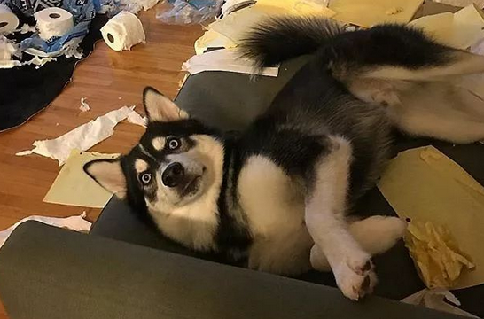 嫌狗总拆家?猫捣蛋起来连二哈都害怕 嫌狗总拆家?猫捣蛋起来连二哈都害怕