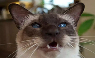 已经灭绝的猫品种