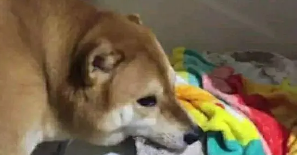 拆家从来都不是二哈的“专利”,柴犬拆家不比二哈差 拆家从来都不是二哈的“专利”,柴犬拆家不比二哈差