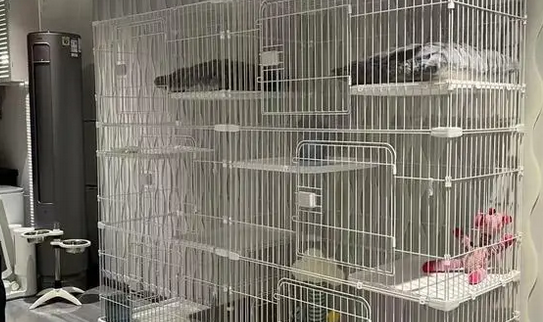 春节假期临近 贵阳宠物寄养生意火爆 春节假期临近 贵阳宠物寄养生意火爆