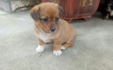 中华田园犬矮脚狗 中华田园犬矮脚狗