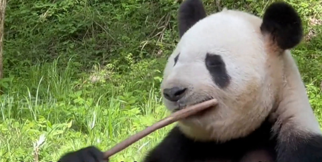 大熊猫有趣的冷知识，平均身高都是一米八左右