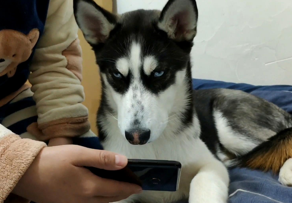 二哈是什么狗图片