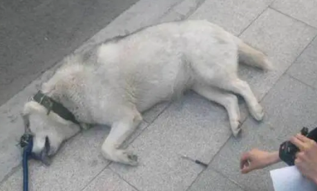 主人带哈士奇出门散步,二哈突然倒地不起,主人查看后当场痛哭 主人带哈士奇出门散步,二哈突然倒地不起,主人查看后当场痛哭