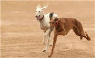 山东细犬能当士狗养吗