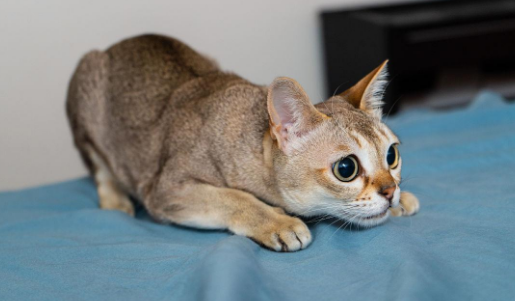 东南亚猫品种有哪些 东南亚猫品种有哪些