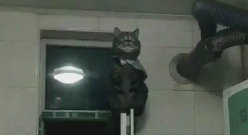 主人找猫咪找不到，在厨房找到后吓了一跳 主人：你是要上天吗