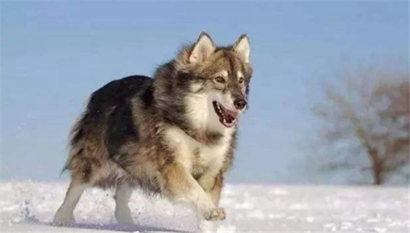 北因努伊特犬国内可以养吗