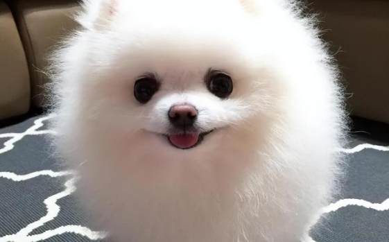 十大最蠢萌的狗 十大最蠢萌的狗