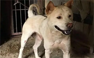 土猎犬多少钱一只