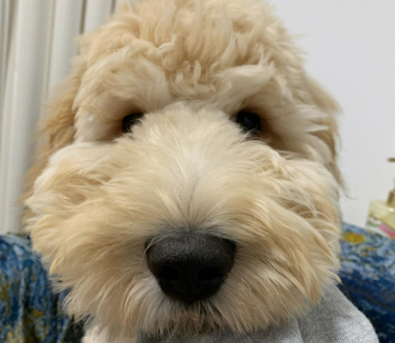金贵犬f1跟f1b区别 金贵犬f1跟f1b区别