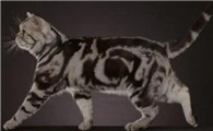 看人类强轩猫的