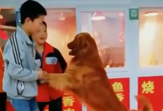金毛路过熟食店不愿离开,被主人强行带走,狗:再让我闻一会儿… 金毛路过熟食店不愿离开,被主人强行带走,狗:再让我闻一会儿…