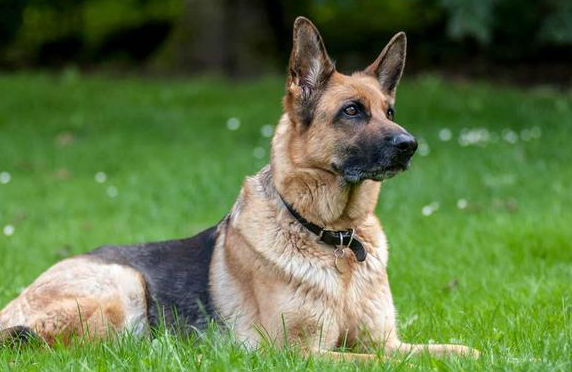军犬一般是什么品种图片 军犬一般是什么品种图片