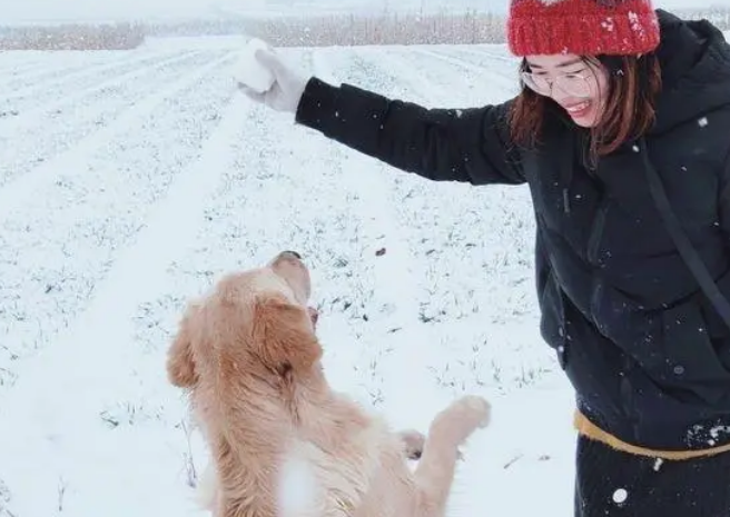 网友带金毛出去玩儿雪,金毛把网友给扑倒后它转身跑了! 网友带金毛出去玩儿雪,金毛把网友给扑倒后它转身跑了!