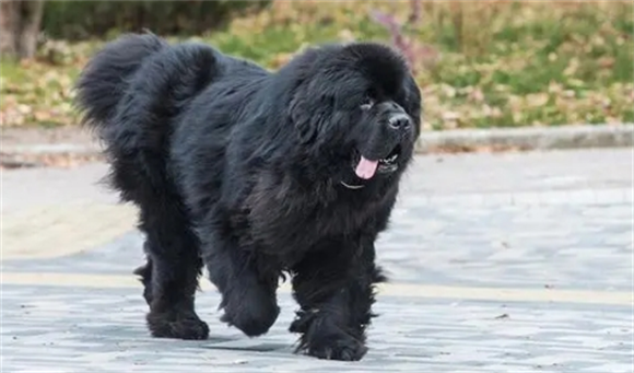 纽芬兰犬会保护主人吗 纽芬兰犬会保护主人吗