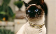 越养越黑的猫叫什么猫