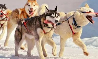 雪犬三傻是哪三傻 雪犬三傻是哪三傻