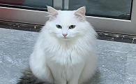 巨猫品种有哪些